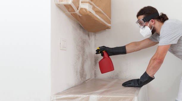 Professional Mold Cleanup technician working in Higgins Lake, MI