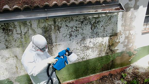 Top rated local Mold Cleanup specialists in Higgins Lake, MI